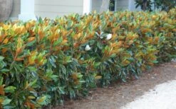 Little Gem Dwarf Southern Magnolia - 7 Gallon Pot (5-6') 16 Little Gem Dwarf Southern Magnolia - 7 Gallon Pot (5-6') -Garden Plant Shop magnolia little gem 12 1