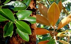 Little Gem Dwarf Southern Magnolia - 1 Gallon Pot -Garden Plant Shop magnolia little gem 16 4