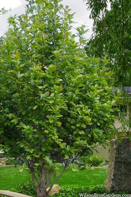 Dr. Merrill Magnolia Tree - 7 Gallon Pot (6-7') 5 Dr. Merrill Magnolia Tree - 7 Gallon Pot (6-7') - Image 5