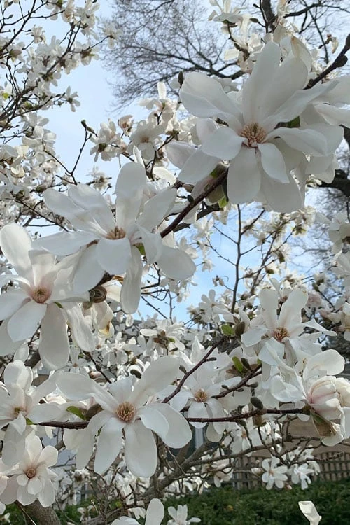 Dr. Merrill Magnolia Tree - 7 Gallon Pot (6-7') 7 Dr. Merrill Magnolia Tree - 7 Gallon Pot (6-7') - Image 7