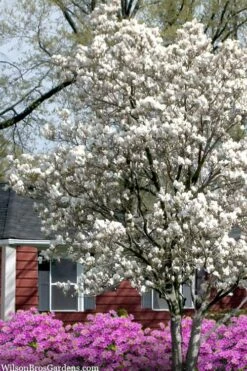 Dr. Merrill Magnolia Tree - 7 Gallon Pot (6-7') 11 Dr. Merrill Magnolia Tree - 7 Gallon Pot (6-7') -Garden Plant Shop magnolia loebneri dr merrill 4