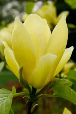 Lois Yellow Magnolia (Tulip Tree) - 7 Gallon Pot (5-6') -Garden Plant Shop magnolia lois yellow tulip tree 1