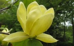Lois Yellow Magnolia (Tulip Tree) - 7 Gallon Pot (5-6') -Garden Plant Shop magnolia lois yellow tulip tree 10