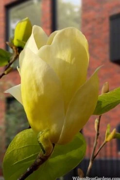 Lois Yellow Magnolia (Tulip Tree) - 7 Gallon Pot (5-6') -Garden Plant Shop magnolia lois yellow tulip tree 5