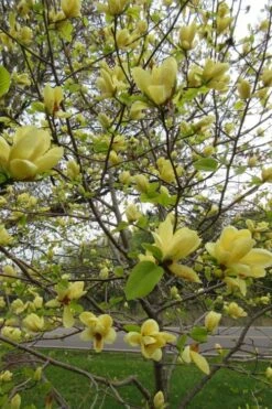 Lois Yellow Magnolia (Tulip Tree) - 7 Gallon Pot (5-6') -Garden Plant Shop magnolia lois yellow tulip tree 7
