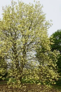Lois Yellow Magnolia (Tulip Tree) - 7 Gallon Pot (5-6') -Garden Plant Shop magnolia lois yellow tulip tree 8