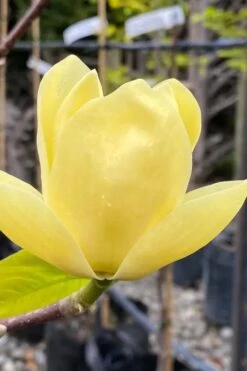 Lois Yellow Magnolia (Tulip Tree) - 7 Gallon Pot (5-6') -Garden Plant Shop magnolia lois yellow tulip tree 9