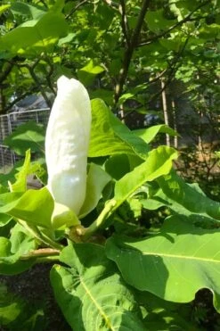 Ashe's Dwarf Bigleaf Magnolia - 7 Gallon Pot -Garden Plant Shop magnolia macrophylla ashei dwarf bigleaf 2