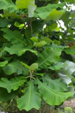 Ashe's Dwarf Bigleaf Magnolia - 7 Gallon Pot -Garden Plant Shop magnolia macrophylla ashei dwarf bigleaf 3