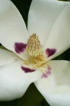 Ashe's Dwarf Bigleaf Magnolia - 7 Gallon Pot -Garden Plant Shop magnolia macrophylla ashei dwarf bigleaf 4