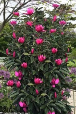Pink Pyramid Magnolia (Tulip Tree) - 7 Gallon Pot 7 Pink Pyramid Magnolia (Tulip Tree) - 7 Gallon Pot -Garden Plant Shop magnolia pink pyramid tulip tree 120copy
