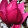 Pink Pyramid Magnolia (Tulip Tree) - 7 Gallon Pot