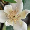 Serendipity Banana Shrub (Magnolia Figo) - 5 Gallon Pot