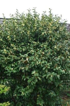 Serendipity Banana Shrub (Magnolia Figo) - 5 Gallon Pot -Garden Plant Shop magnolia serendipity banana shrub 2