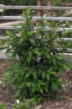 Serendipity Banana Shrub (Magnolia Figo) - 5 Gallon Pot -Garden Plant Shop magnolia serendipity banana shrub 3