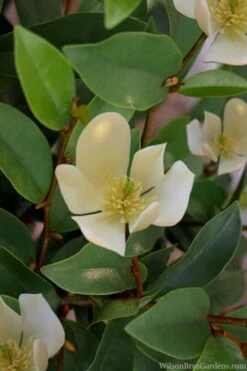 Serendipity Banana Shrub (Magnolia Figo) - 5 Gallon Pot -Garden Plant Shop magnolia serendipity banana shrub 4