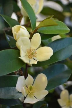 Serendipity Banana Shrub (Magnolia Figo) - 5 Gallon Pot -Garden Plant Shop magnolia serendipity banana shrub 5