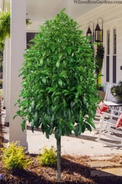 Stellar Ruby Magnolia Single Trunk Tree (Banana Shrub Hybrid) - 7 Gallon Pot (3-4') 10 Stellar Ruby Magnolia Single Trunk Tree (Banana Shrub Hybrid) - 7 Gallon Pot (3-4') -Garden Plant Shop magnolia stellar ruby single trunk tree form 1