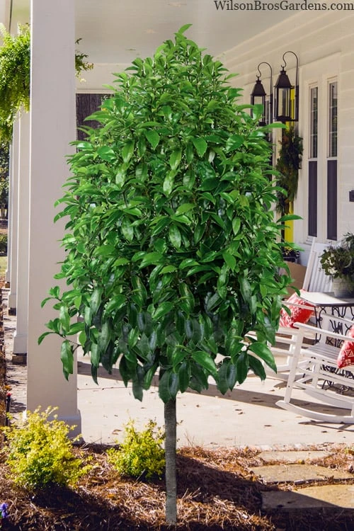 Stellar Ruby Magnolia Single Trunk Tree (Banana Shrub Hybrid) - 7 Gallon Pot (3-4') 4 Stellar Ruby Magnolia Single Trunk Tree (Banana Shrub Hybrid) - 7 Gallon Pot (3-4') - Image 4