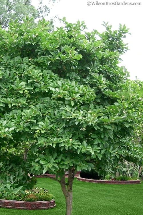 Centennial Star Magnolia - 3 Gallon Pot 5 Centennial Star Magnolia - 3 Gallon Pot - Image 5