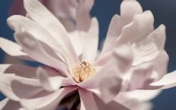 Waterlily Star Magnolia Tree - 3 Gallon Pot -Garden Plant Shop magnolia stellata waterlily 103