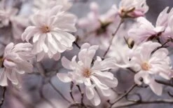 Waterlily Star Magnolia Tree - 3 Gallon Pot -Garden Plant Shop magnolia stellata waterlily 106