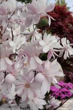 Waterlily Star Magnolia Tree - 3 Gallon Pot -Garden Plant Shop magnolia stellata waterlily 108