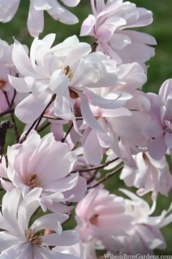 Waterlily Star Magnolia Tree - 3 Gallon Pot -Garden Plant Shop magnolia stellata waterlily 109