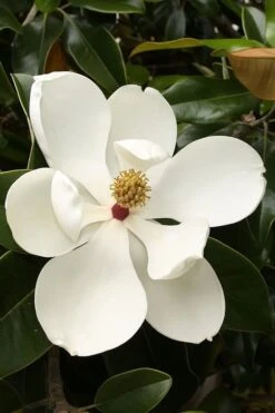 Teddy Bear Dwarf Southern Magnolia - 7 Gallon Pot (3-4') -Garden Plant Shop magnolia teddy bear 3