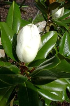 Victoria Cold Hardy Evergreen Magnolia - 7 Gallon Pot (3-4') -Garden Plant Shop magnolia victoria 8 2