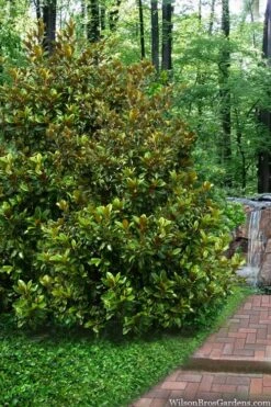 Victoria Cold Hardy Evergreen Magnolia - 7 Gallon Pot (5-6') -Garden Plant Shop magnolia victoria 9 1