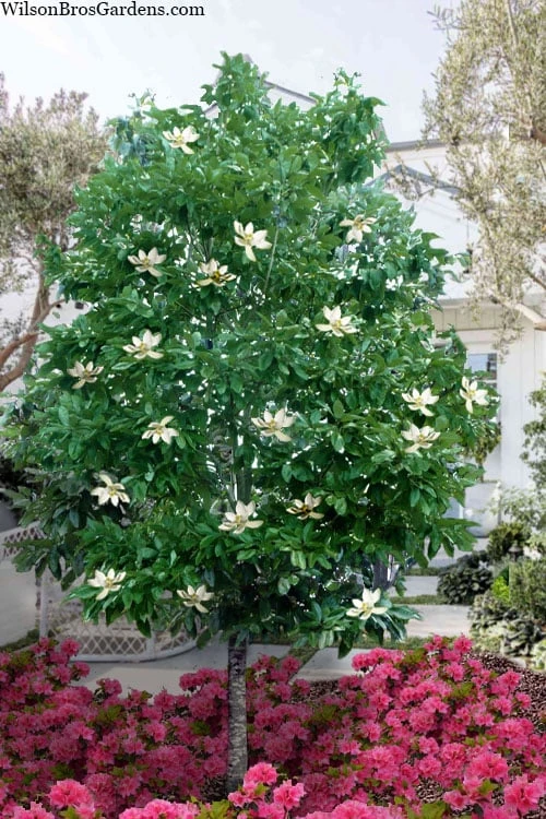 Sweetbay Magnolia (Single Trunk Tree Form) - 7 Gallon Pot (5-6') 1 Sweetbay Magnolia (Single Trunk Tree Form) - 7 Gallon Pot (5-6')
