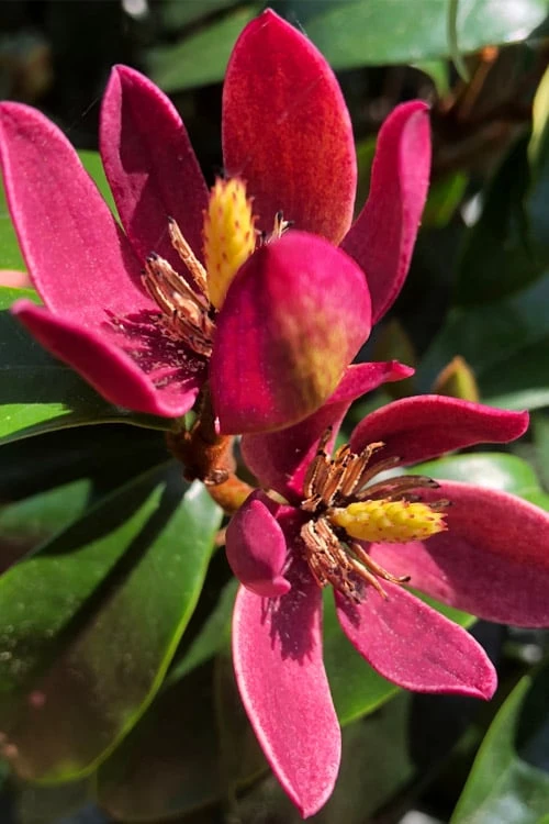 Stellar Ruby Magnolia Single Trunk Tree (Banana Shrub Hybrid) - 7 Gallon Pot (3-4') 1 Stellar Ruby Magnolia Single Trunk Tree (Banana Shrub Hybrid) - 7 Gallon Pot (3-4')