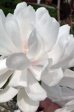 Wildcat Star Magnolia Tree - 1 Gallon Pot 11 Wildcat Star Magnolia Tree - 1 Gallon Pot -Garden Plant Shop magnolia x loebneri wildcat star magnolia 1