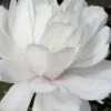 Wildcat Star Magnolia Tree - 1 Gallon Pot
