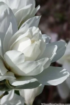 Wildcat Star Magnolia Tree - 3 Gallon Pot -Garden Plant Shop magnolia x loebneri wildcat star magnolia 6 1