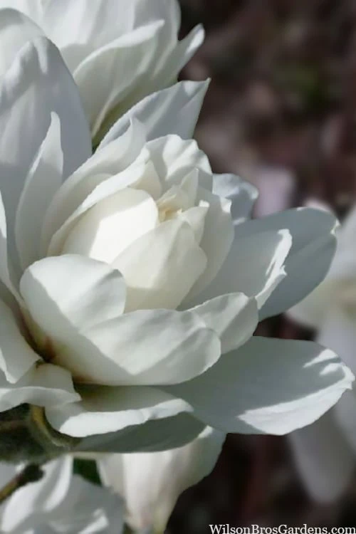 Wildcat Star Magnolia Tree - 1 Gallon Pot 6 Wildcat Star Magnolia Tree - 1 Gallon Pot - Image 6