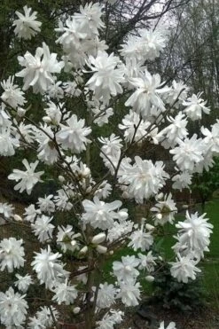 Wildcat Star Magnolia Tree - 1 Gallon Pot 10 Wildcat Star Magnolia Tree - 1 Gallon Pot -Garden Plant Shop magnolia x loebneri wildcat star magnolia 8