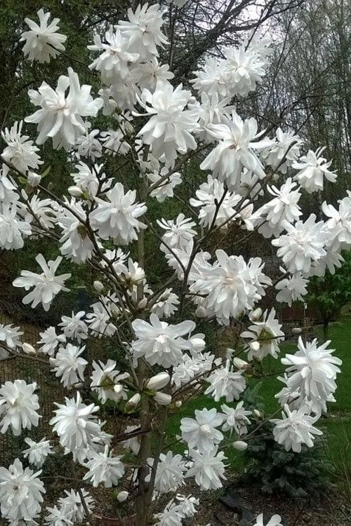 Wildcat Star Magnolia Tree - 1 Gallon Pot 4 Wildcat Star Magnolia Tree - 1 Gallon Pot - Image 4