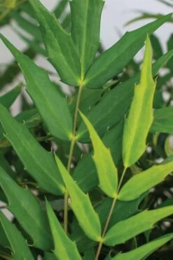 Funky Flow Mahonia - 3 Gallon Pot -Garden Plant Shop mahonia funky flow 1