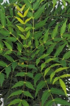 Funky Flow Mahonia - 3 Gallon Pot -Garden Plant Shop mahonia funky flow 2