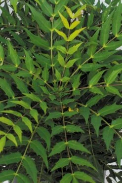 Funky Flow Mahonia - 3 Gallon Pot -Garden Plant Shop mahonia funky flow 500x750 1