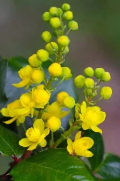 Creeping Oregon Grape (Mahonia Repens) - 1 Gallon Pot -Garden Plant Shop mahonia repens creeping oregon grape 1