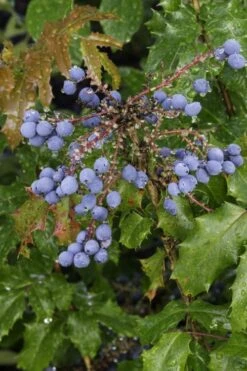Creeping Oregon Grape (Mahonia Repens) - 1 Gallon Pot -Garden Plant Shop mahonia repens creeping oregon grape 10
