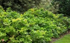 Creeping Oregon Grape (Mahonia Repens) - 1 Gallon Pot -Garden Plant Shop mahonia repens creeping oregon grape 4