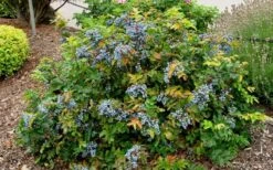 Creeping Oregon Grape (Mahonia Repens) - 1 Gallon Pot -Garden Plant Shop mahonia repens creeping oregon grape 7