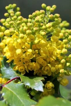 Creeping Oregon Grape (Mahonia Repens) - 1 Gallon Pot -Garden Plant Shop mahonia repens creeping oregon grape 8