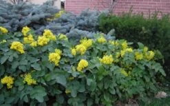 Creeping Oregon Grape (Mahonia Repens) - 1 Gallon Pot -Garden Plant Shop mahonia repens creeping oregon grape 9