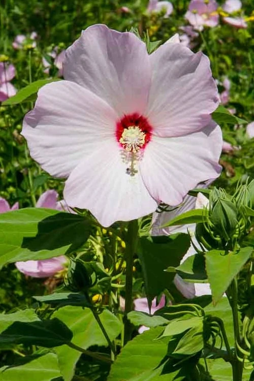 Rose Mallow Hardy Hibiscus (Hibiscus Moscheutos) - 2.5 Quart Pot 5 Rose Mallow Hardy Hibiscus (Hibiscus Moscheutos) - 2.5 Quart Pot - Image 5