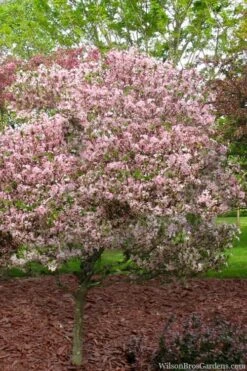 Southern Crabapple (Malus Angustifolia) - 3 Gallon Pot -Garden Plant Shop malus angustifolia southern crabapple tree 8 1